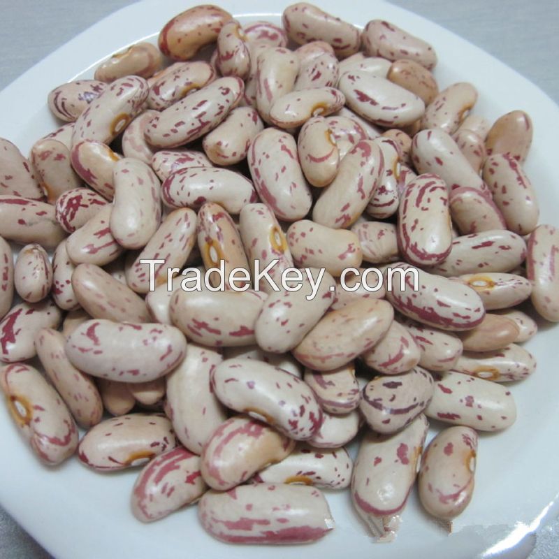 Speckled Spotted Kidney Beans For Sale( Export )