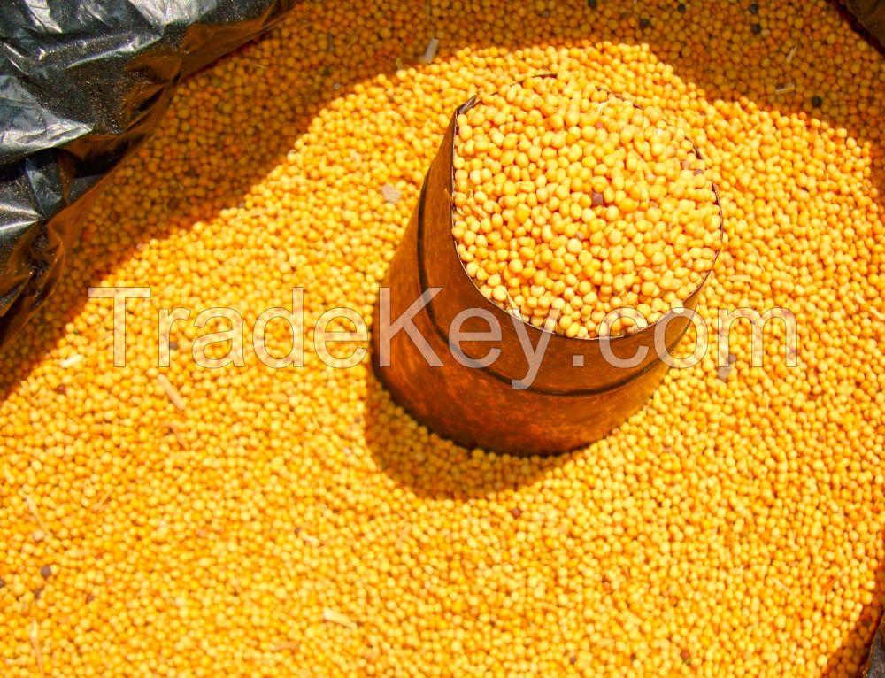 Yellow Mustard Seed Best Quality