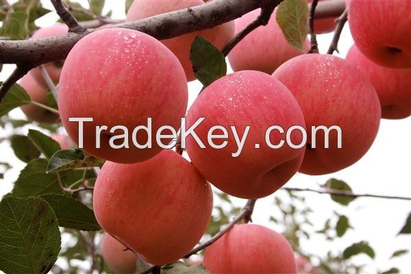 Wholesale High Quality fresh apple fruit price