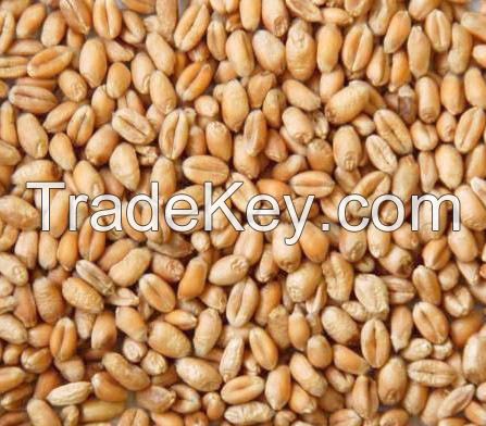 Crop Protection wheat, cotton weeds Herbicide Butachlor 900 g/L EC FAO