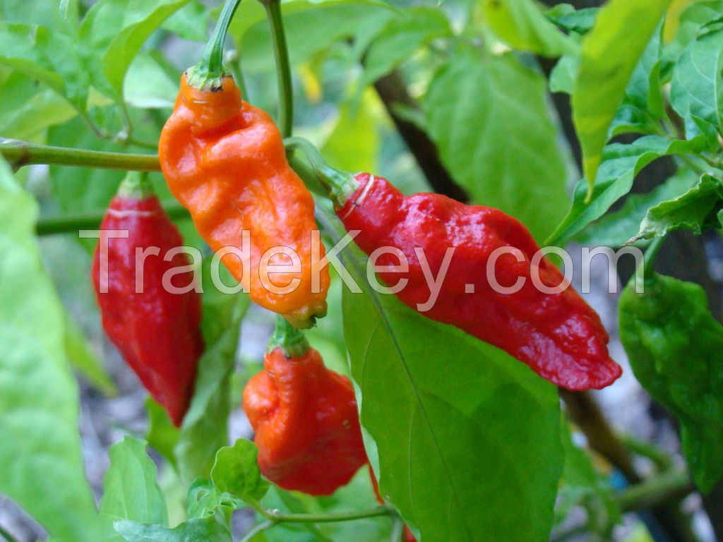 Premium Qulaity Bhut Jolokia