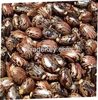 Cheap Price Quality Premium Castor Seeds