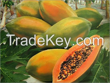 Fresh Pawpaw /papaya Fruits For Sale