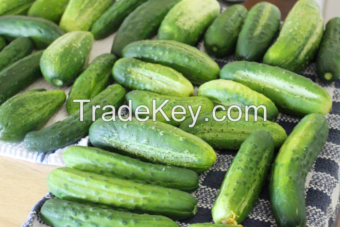 Fresh Cucumber