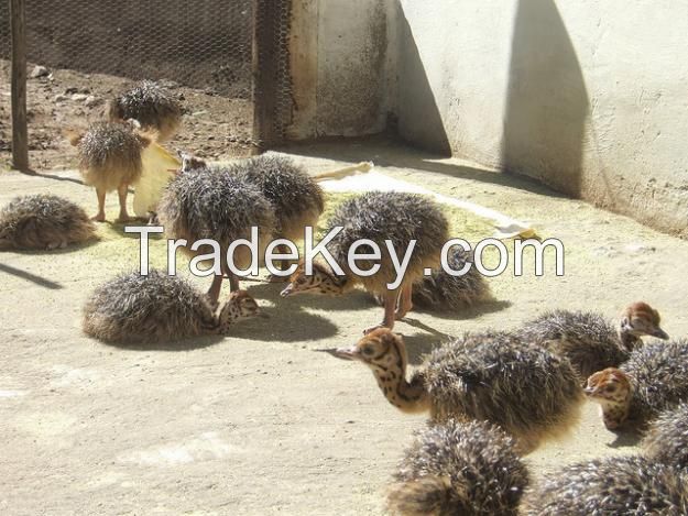 Ostriches For Sale