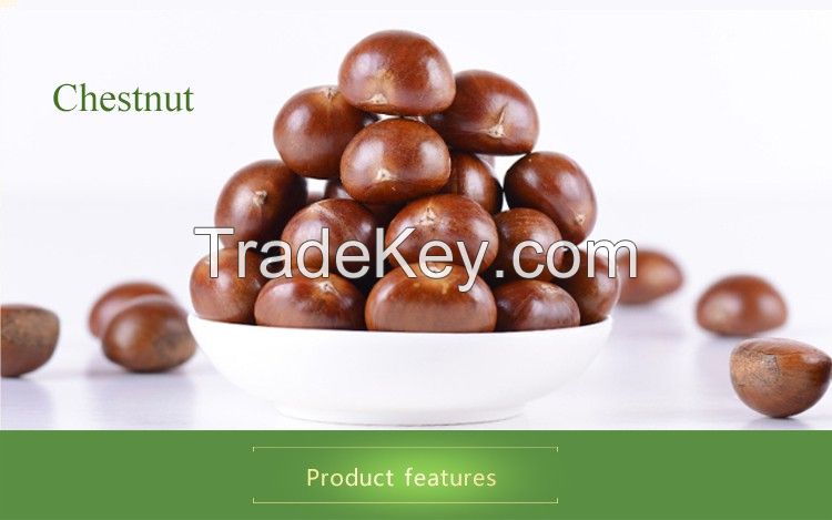 new crop fresh chestnut