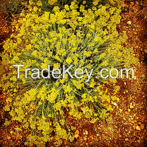 Helichrysum Italicum certified BIO Organic Essential Oil