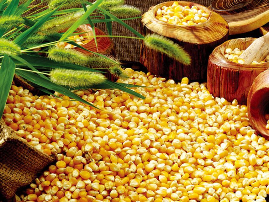 Yellow Maize/ Yellow Corn/ Human Consumption/ Animal Feed Product