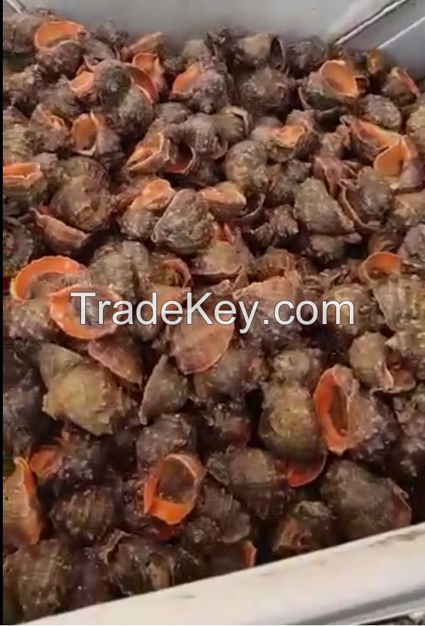 Frozen Snail Meat - Top Shell Meat (Rapana)(sea snails)