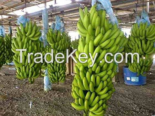 Cavendish Bananas