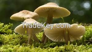 Wild Mushrooms