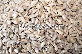 Sunflower Kernels