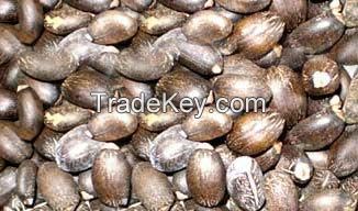 Jatropha Seeds