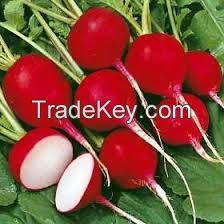 Fresh Radish