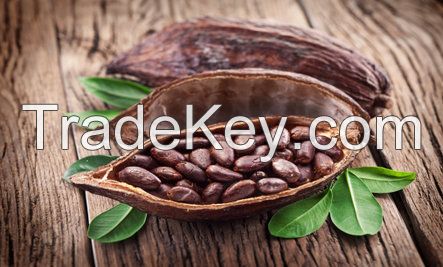 Organic Cocoa Bean