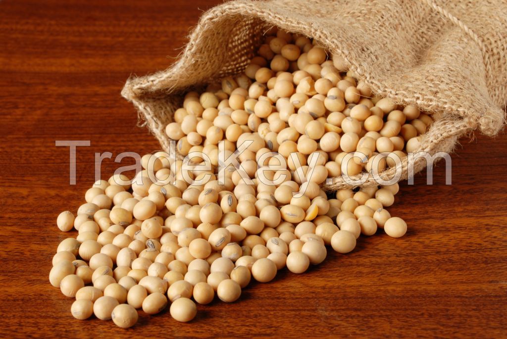 Good Quality Soybeans