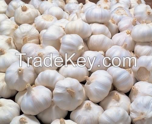 Quality Fresh Garlic
