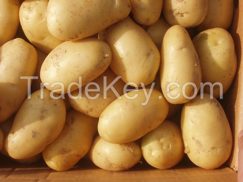 Quality Fresh Potatoes