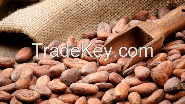 High Grade Dried Raw Cocoa Beans