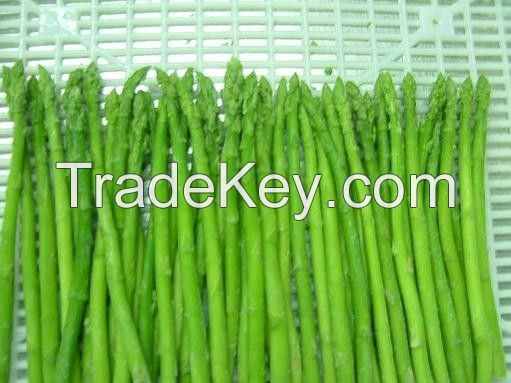 FRESH GREEN ASPARAGUS HIGH QUALITY