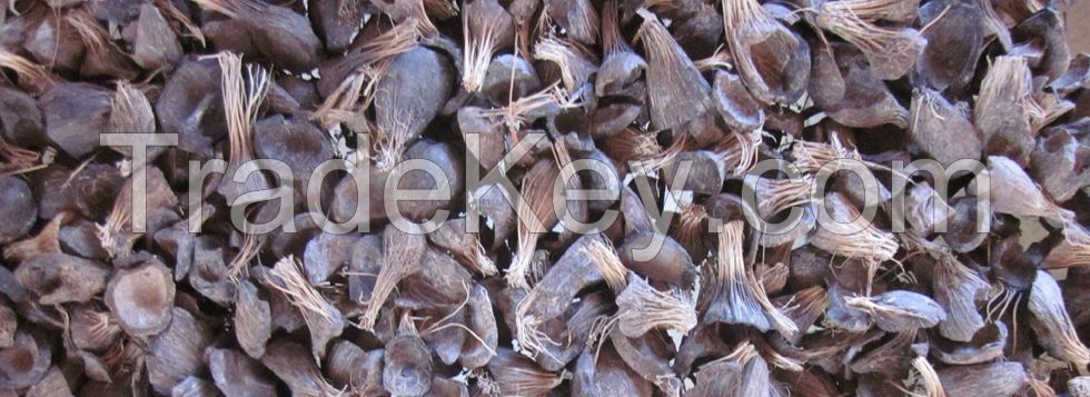 Palm Kernel Shell, Palm Kernel Nut