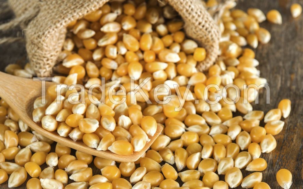 Dry Maize/Dried Yellow Corn/Dried Sweet Corn
