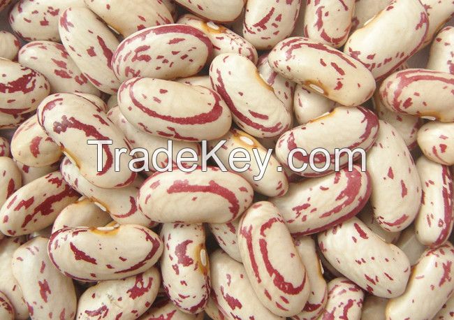 Light Speckled Kidney Beans, Long shape