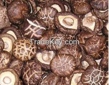 dried mushroom for sale