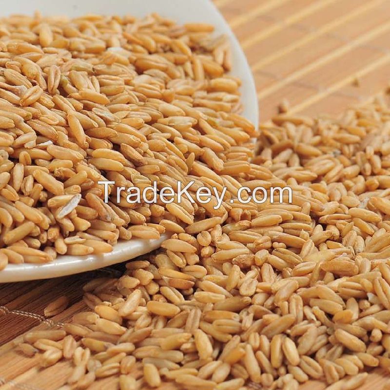 new high quality oats for sale