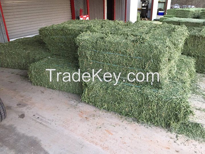 Alfalfa hay with high protien for animal feeding