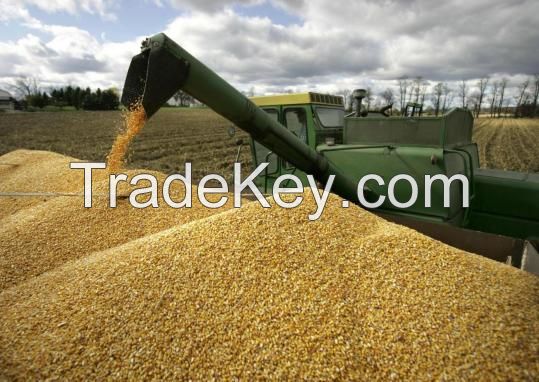 Bulk Cattle Feed Corn Meal 18%, corn gluten feed 18%