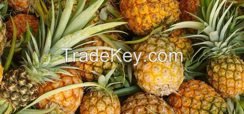 Fresh and High Quality Pineapples
