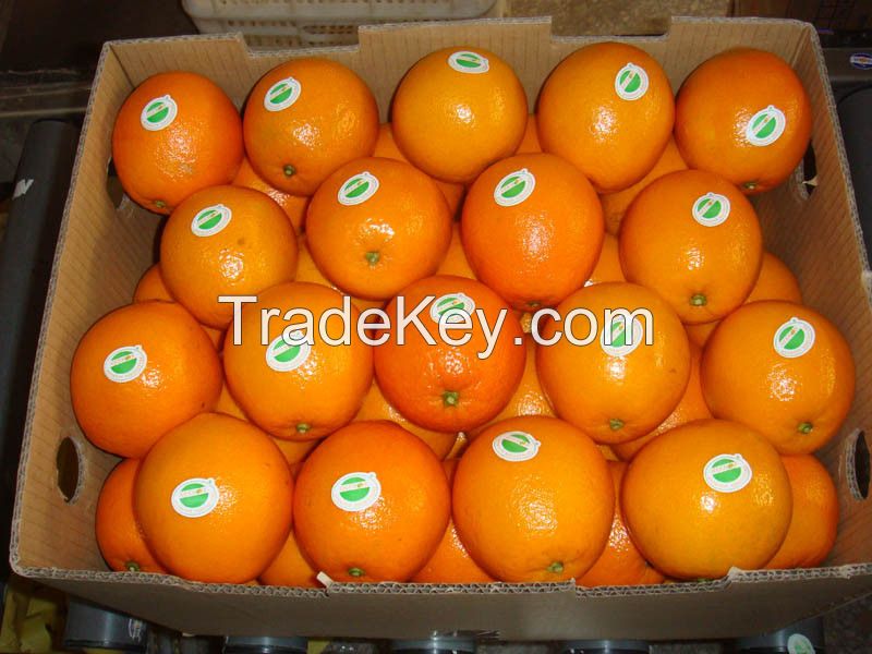 Fresh Mandarin Orange Citrus Fruits