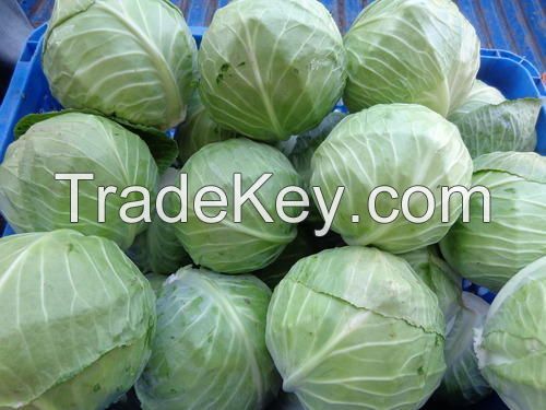 Fresh Cabbage From Fresh Harvest