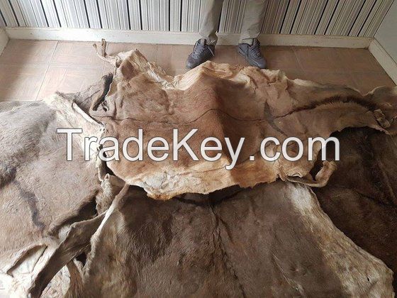 Salted and dry Donkey Hides, Skin, Leather