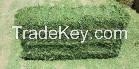 Quality / Animal feed /Alfalfa Meal / Alfalfa Hay For Sale