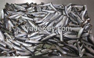 Anchovy Frozen (For Canning)