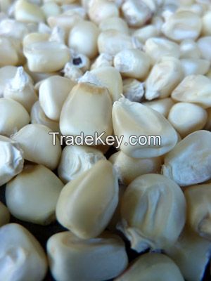 Best Quality Dried  White Corn/White Maize