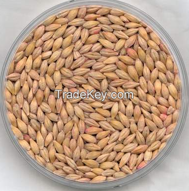 Premium Quality Feed barley For Animal Feed and Human Consumption