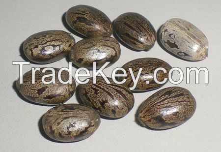 Quality Premium Castor Seeds Cheap Price now!!!