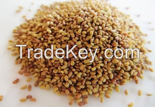 Top Quality Organic Alfalfa Seeds / Natural Alfalfa Seeds