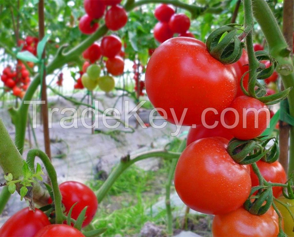 Red Round Indeterminate Tomato Seed FST 076