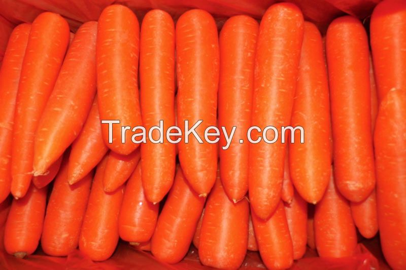 New Crop Fresh Carrot For Sale at competitive Price