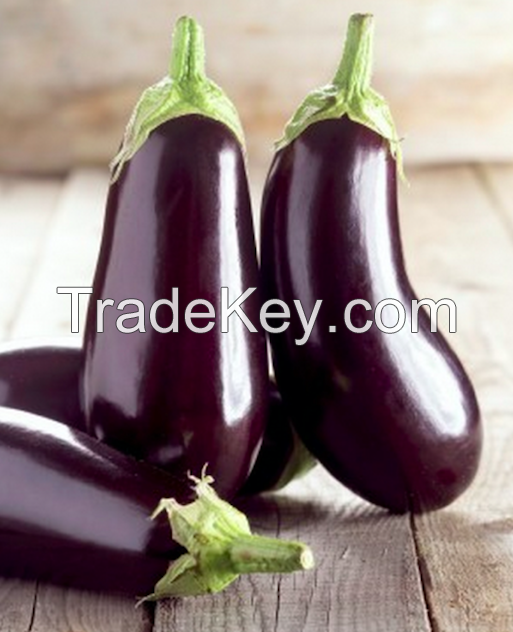Fresh Eggplant / Fresh Eggplant White, Black and Red Of High Quality