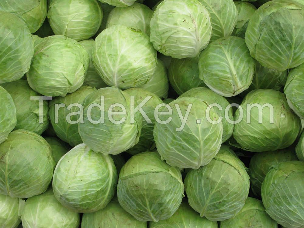 Fresh Cabbages/Fresh round cabbages/Fresh Frozen cabbages