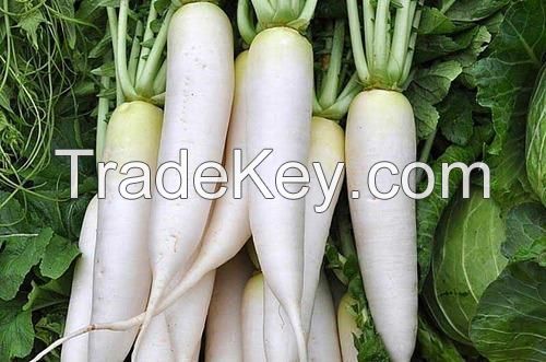 Good Quality Delicious Sweet Fresh Radish For Sale