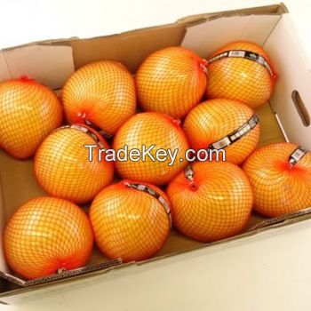 Fresh Citrus Fruits, Juicy Oranges and Valencia Oranges High Quality