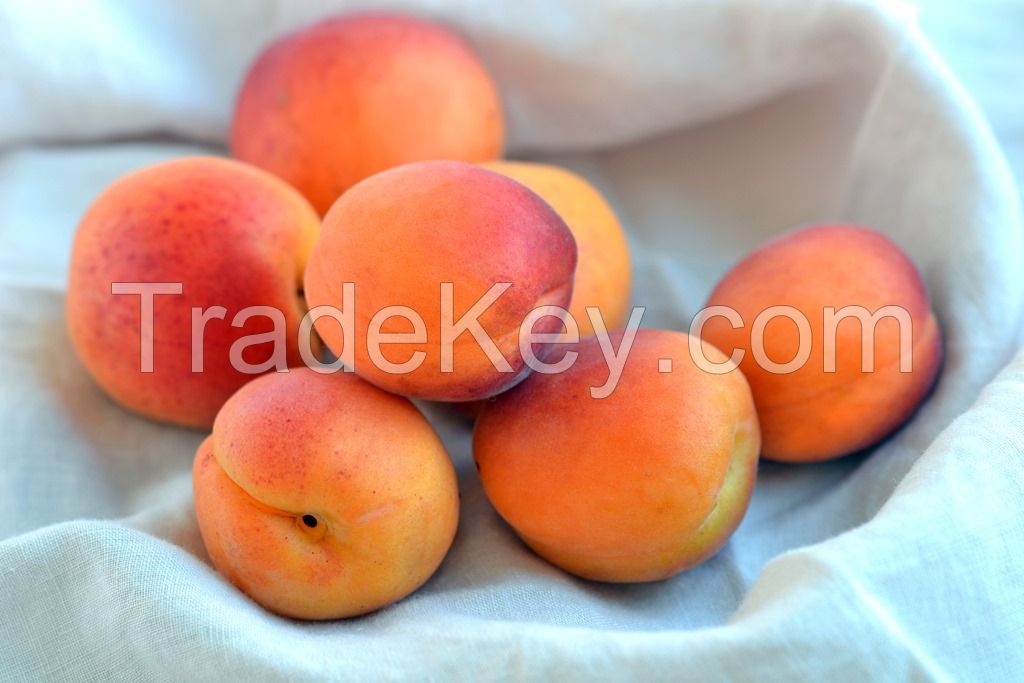 Fresh apricot, Organic Fresh apricot, Fresh Apricot fruit from South Africa