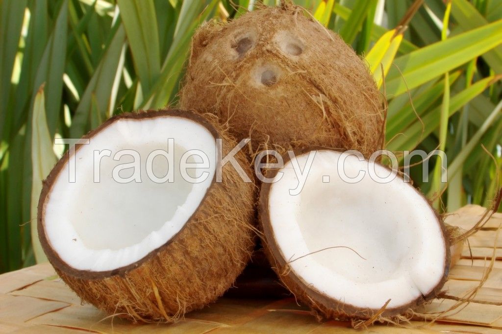 FRESH COCONUT / YOUNG FRESH COCONUT HIGH QUALITY WHOLESALE