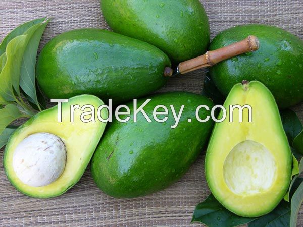 Fresh Avocado - Fresh Avocados/Frozen Avocado- Best price and quality